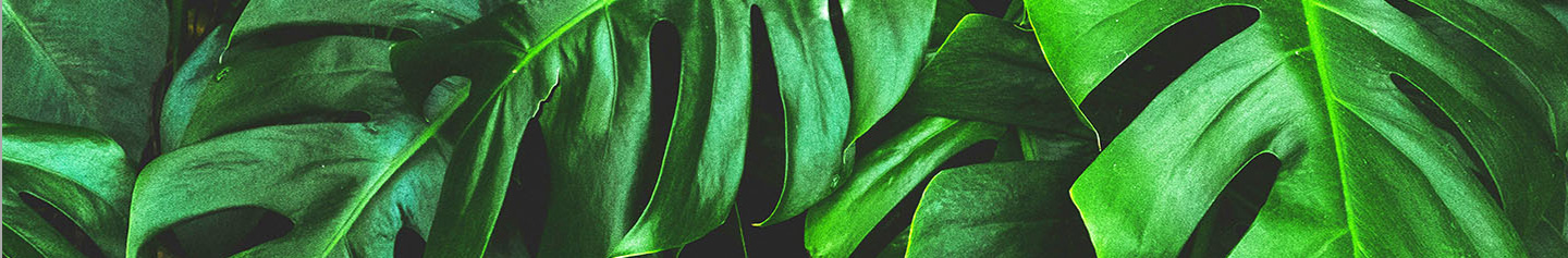 モバイル版見出し画像