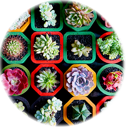 多肉植物寄せ植え体験の画像